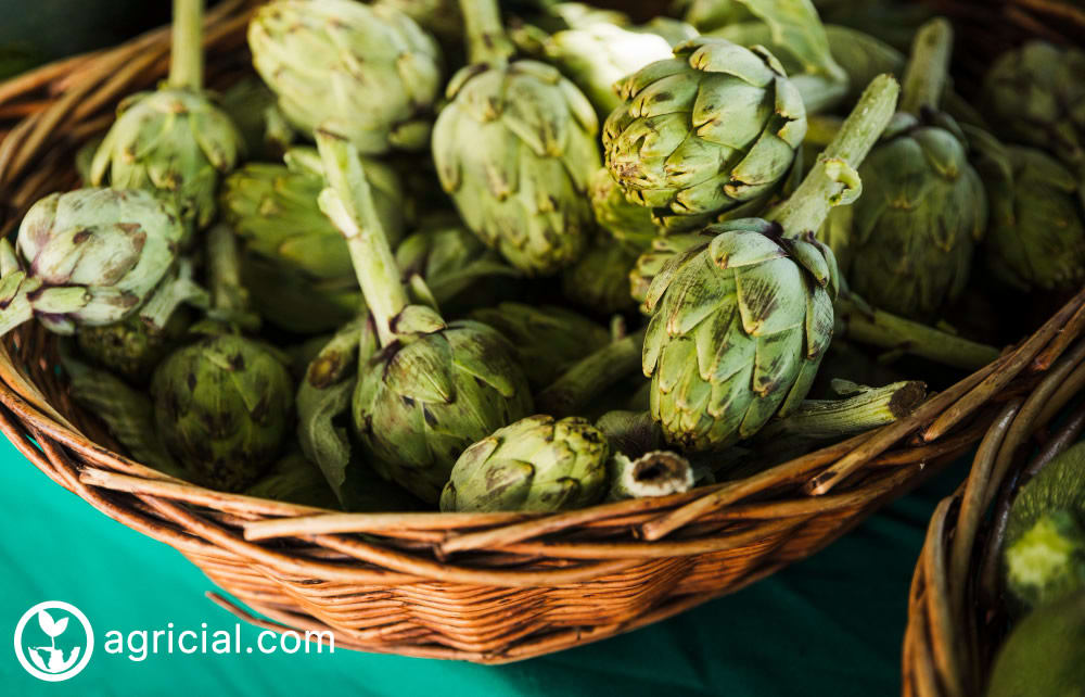 Fresh Artichokes Growing